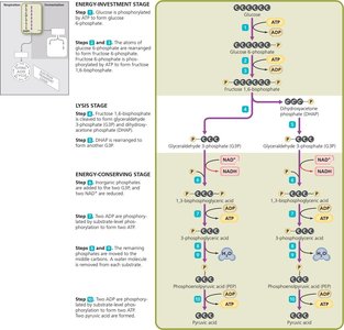 Glycolysis by the EMP pathway