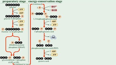 Glycolysis steps