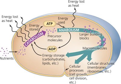 Overview of catabolism and anabolism in a cell