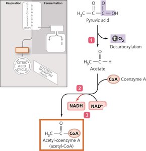 Pyruvate dehydrogenase complex