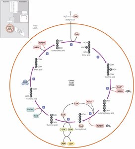 Citric acid cycle