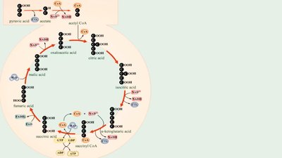 Krebs cycle overview