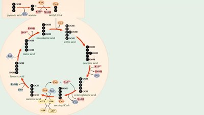 Krebs cycle steps