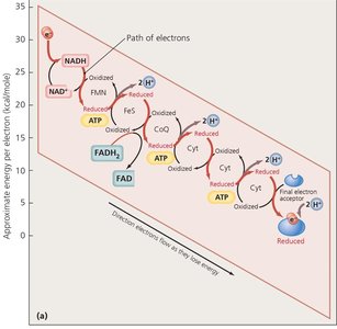 Electron transport chain arrangement