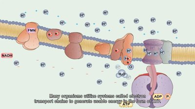 Electron transport chain overview