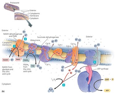 Electron transport chain in prokaryotes