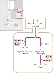 Examples of fermentation pathways