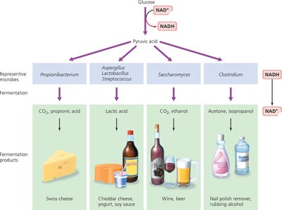 Fermentation products and representative microbes