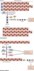 Catabolism of a triglyceride molecule