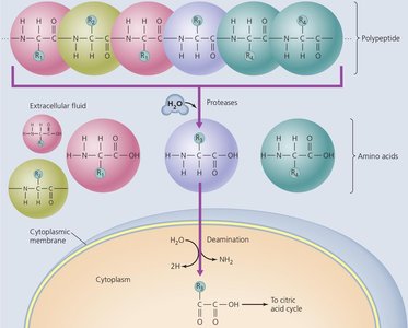 Protein catabolism