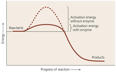 Effect of enzymes on activation energy