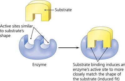 Enzyme-substrate induced fit model