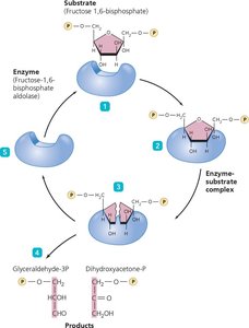 Steps in an enzymatic reaction