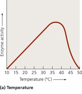 Effect of temperature on enzyme activity