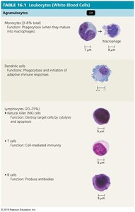 Table of leukocytes (white blood cells)