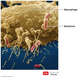 Macrophage engulfing bacteria