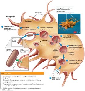 Mechanism of phagocytosis