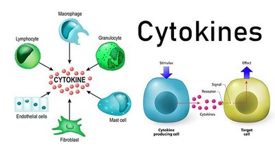 Cytokine signaling and cell types