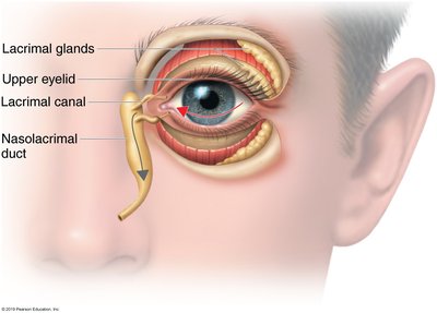 Lacrimal apparatus of the eye