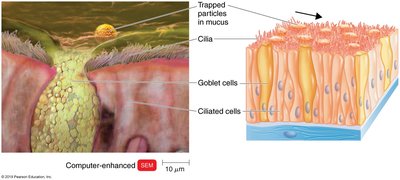 Mucociliary escalator in the respiratory tract