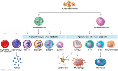 Development of blood cells from stem cells