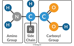 Structure of an amino acid showing amino group, carboxyl group, and side chain