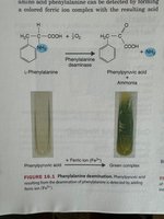 Phenylalanine deamination: green color indicates positive result