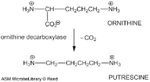 Ornithine decarboxylation: conversion of ornithine to putrescine