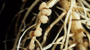 Root nodules formed by nitrogen-fixing bacteria