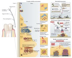 Microbial biofilm structure under magnification