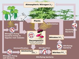 Diagram of the nitrogen cycle with microbial involvement