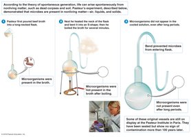 Pasteur's swan-neck flask experiment disproving spontaneous generation