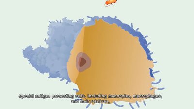 Antigen presenting cell (APC)