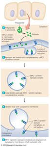 Antigen processing and presentation