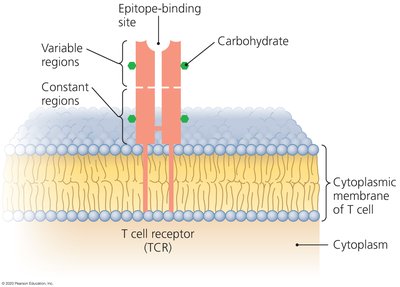 T cell receptor (TCR) structure