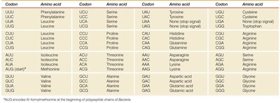 codon table for translation