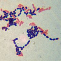 Diagram of Gram-negative cell wall structure