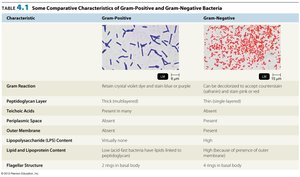 Comparison of Gram-positive and Gram-negative cells