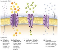 Diagram of passive transport across membrane