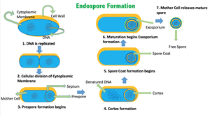 Diagram of endospore formation