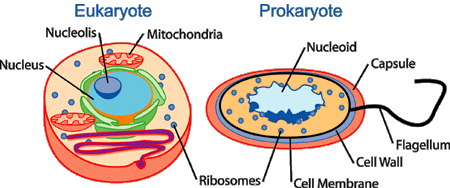 Diagram of bacterial nucleoid