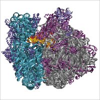 Structure of bacterial ribosome