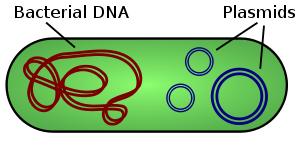 Diagram of bacterial plasmids