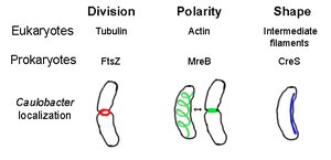 Diagram of prokaryotic cytoskeleton proteins