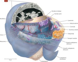 Diagram of typical eukaryotic cell