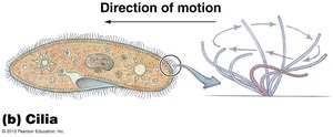 Diagram of cilia and their motion