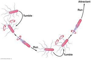 Diagram of bacterial flagella movement: run and tumble