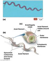 Structure and function of axial filaments in spirochetes