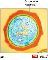 TEM image of bacterial capsule glycocalyx