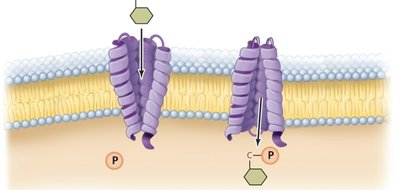 Group translocation in bacteria